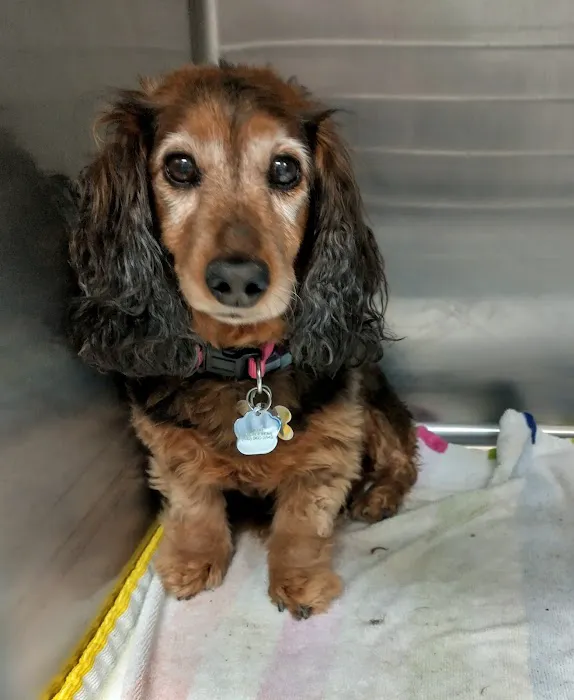 Best Friends' Veterinary Hospital 3