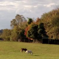 Laytonsville Veterinary Practice ico