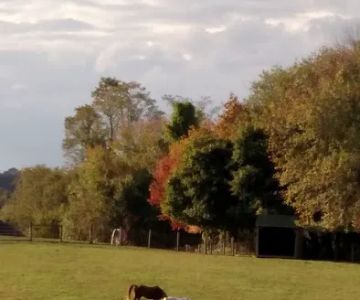 Laytonsville Veterinary Practice