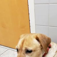Animal Medical Center of Cascades ico