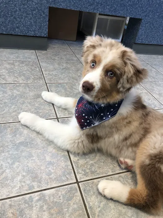 Animal Medical Center of Cascades 2