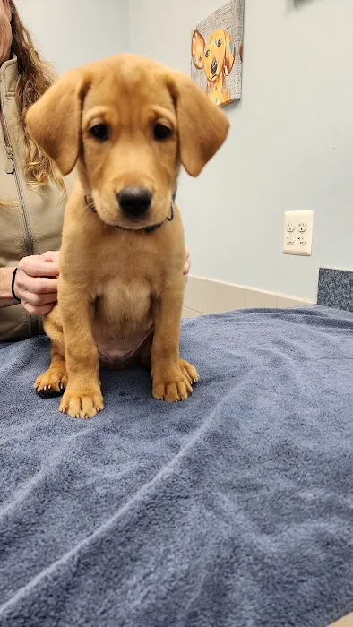Animal Medical Center of Cascades 4