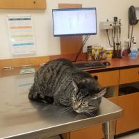 Banfield Pet Hospital ico