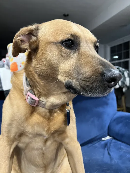 Sully Animal Hospital 2