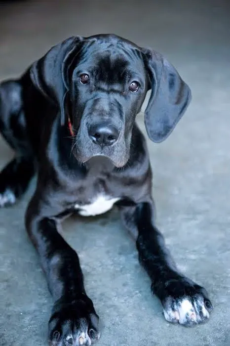 Sully Animal Hospital 4