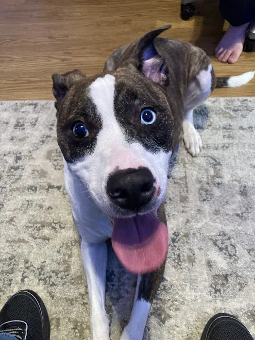 Sully Animal Hospital 9