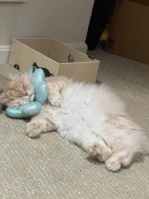 Sully Animal Hospital 6