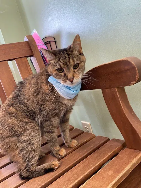 Veterinary Outpatient Surgical Center 12