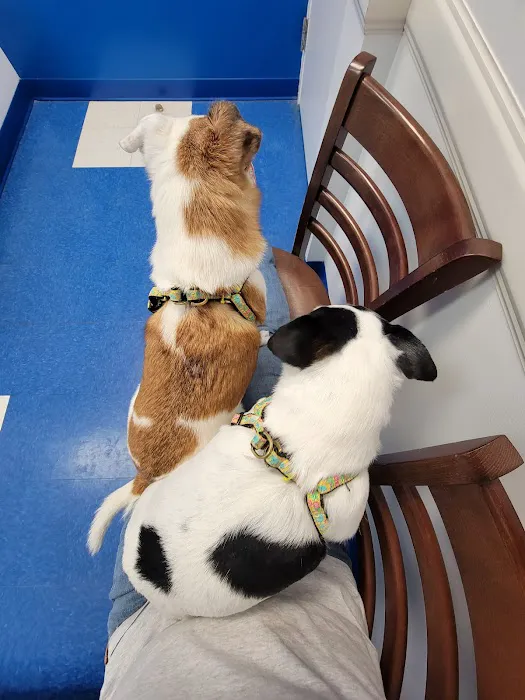 Caring Hands Animal Hospital - Centreville 12