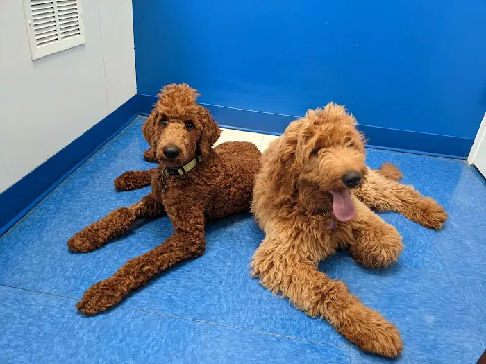 Caring Hands Animal Hospital - Centreville 12
