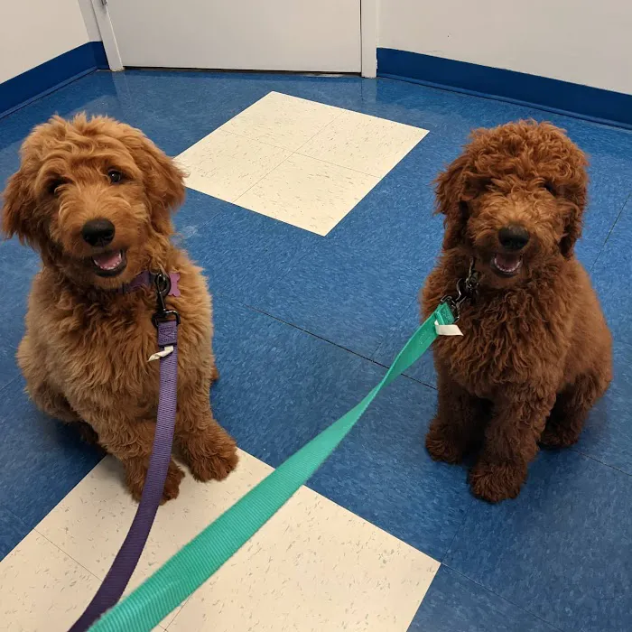 Caring Hands Animal Hospital - Centreville 12