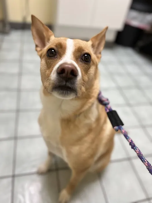 Clifton-Centreville Animal Clinic 12