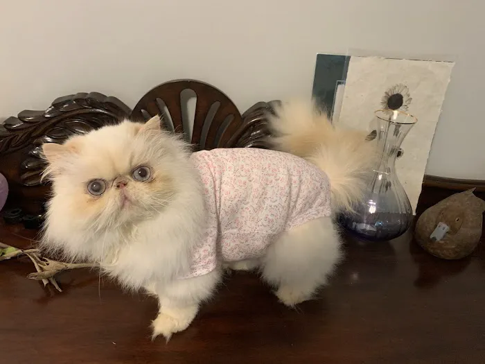 Clifton-Centreville Animal Clinic 12