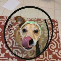 Centreville Square Animal Hospital ico