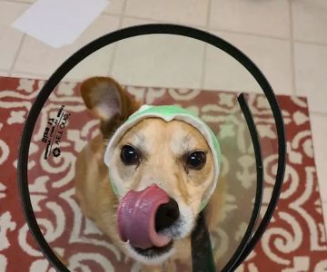 Centreville Square Animal Hospital