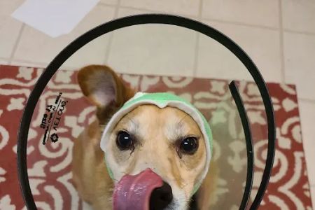 Centreville Square Animal Hospital