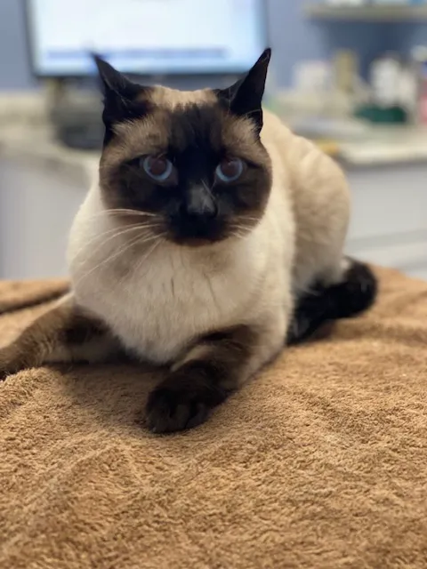 Centreville Square Animal Hospital 12