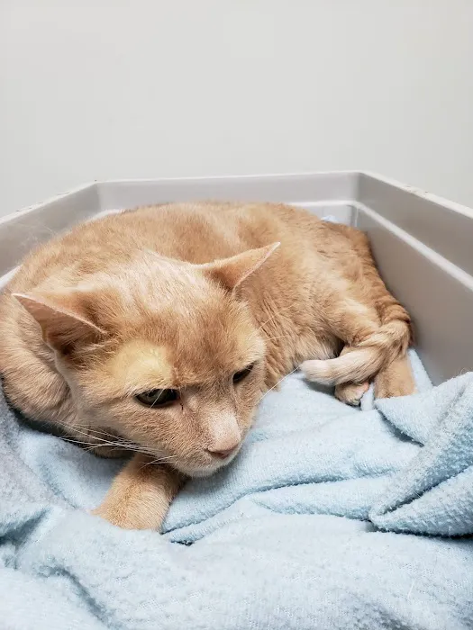 Clocktower Animal Hospital 2