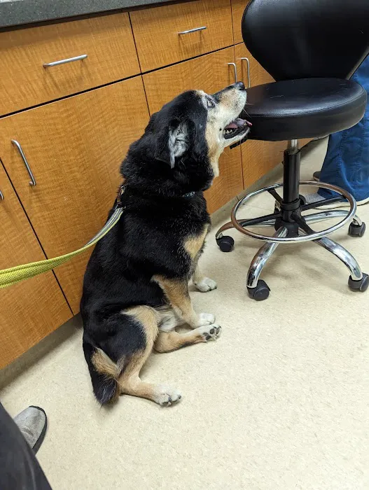 Clocktower Animal Hospital 1