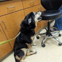 Clocktower Animal Hospital ico