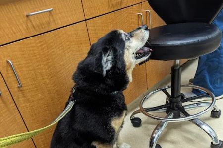 Clocktower Animal Hospital