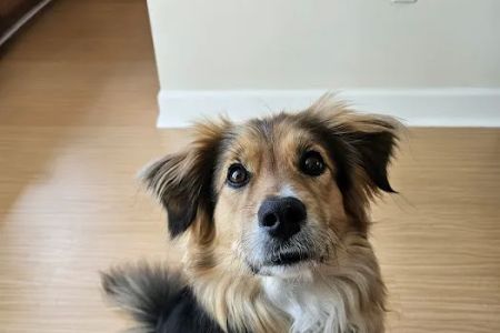Ridge Lake Animal Hospital