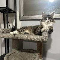 Pets Ltd. ico