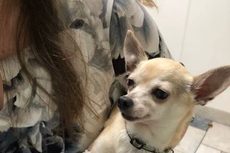 VCA Woodbridge Animal Hospital