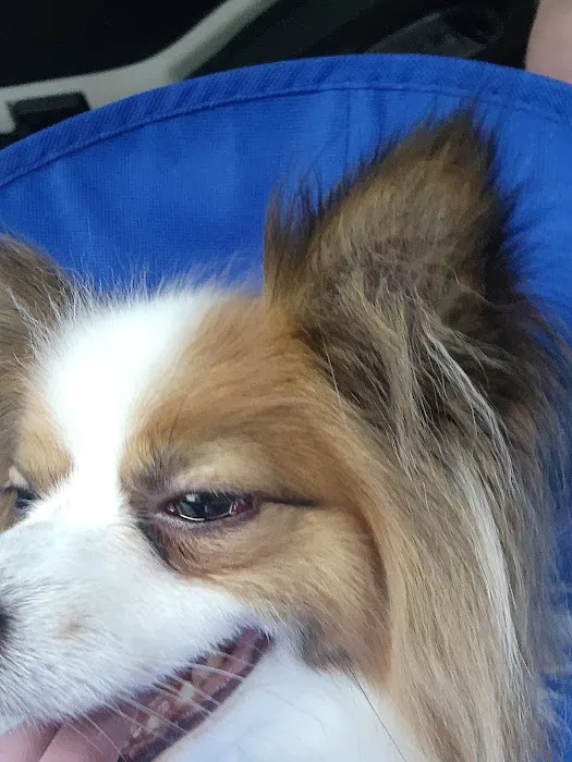 VCA Woodbridge Animal Hospital 12