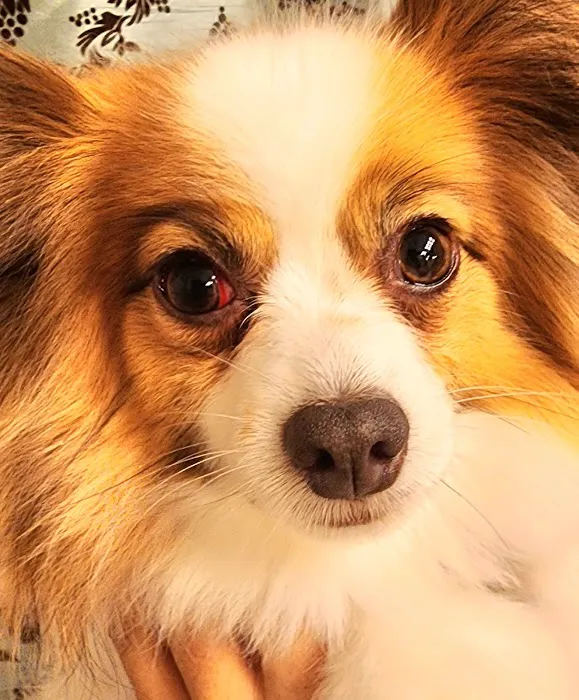 VCA Woodbridge Animal Hospital 12