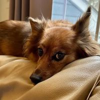 Eye Care for Animals - Columbia ico