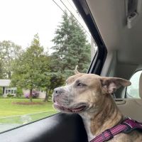 Veterinary Orthopedic & Sports Medicine Group, A Thrive Pet Healthcare Partner ico