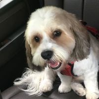 Banfield Pet Hospital ico