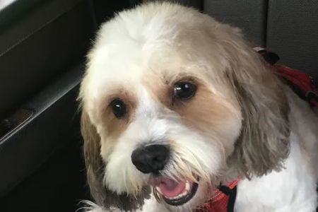 Banfield Pet Hospital