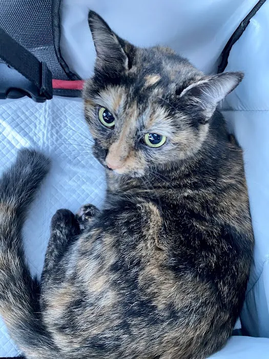 Bowie Spay & Neuter 12