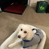 Bowie Spay & Neuter ico