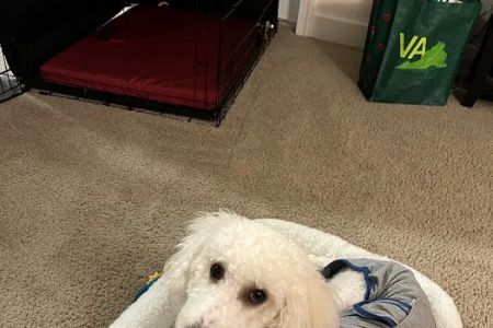 Bowie Spay & Neuter