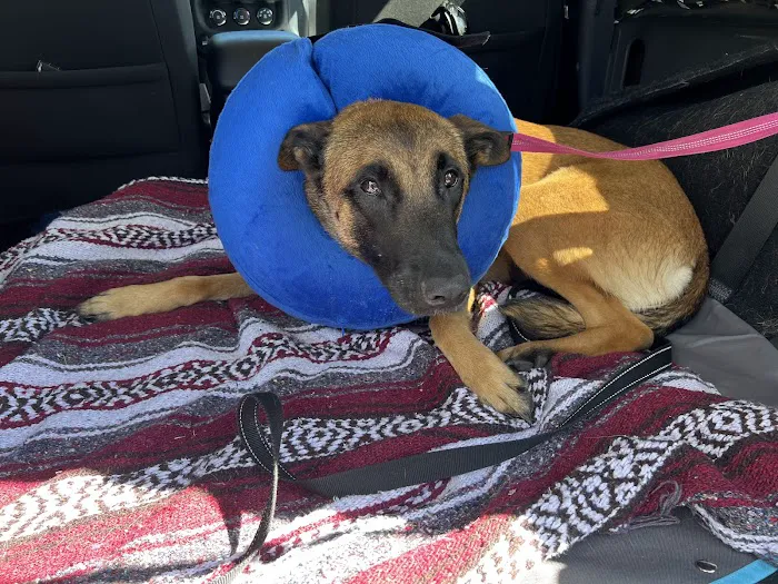 Bowie Spay & Neuter 12
