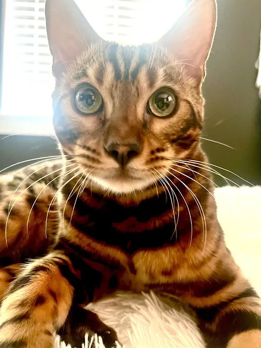 Bowie Spay & Neuter 12
