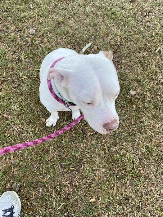 Bowie Spay & Neuter 12