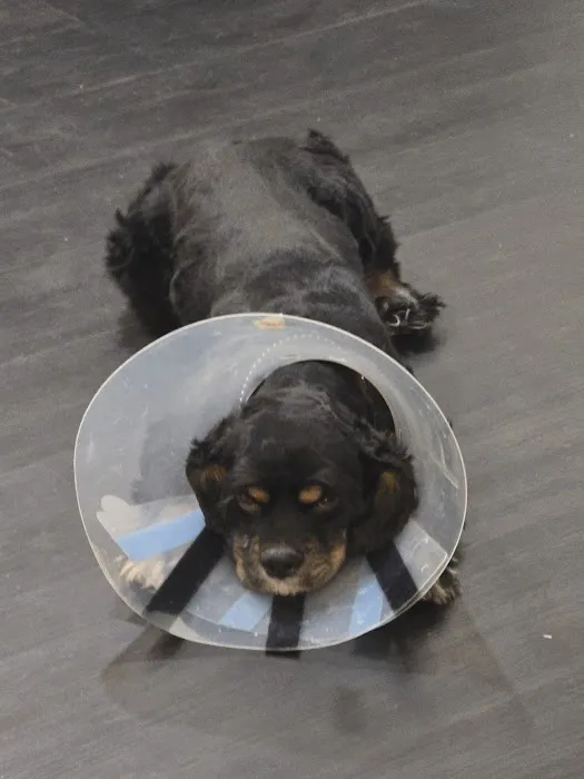 Bowie Spay & Neuter 12