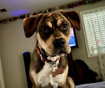 Crofton Veterinary Center