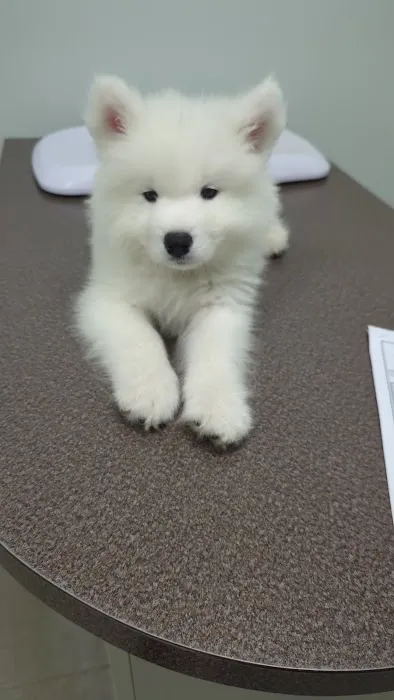 Bethany Centennial Animal Hospital 2