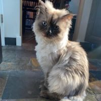 Marriottsville Animal Hospital ico