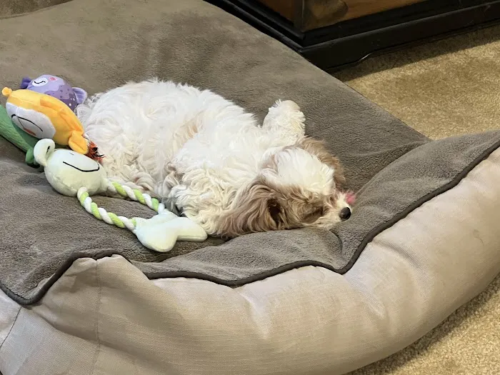 Marriottsville Animal Hospital 8