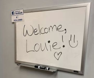 VCA Lewis Animal Hospital