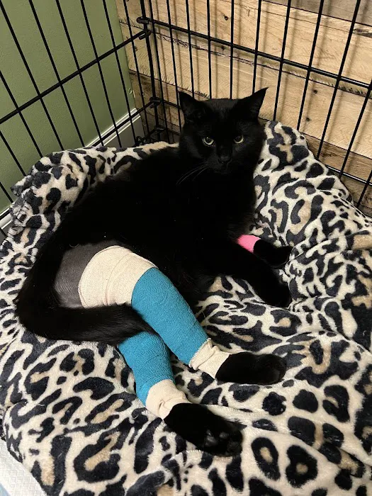 Howard County Animal Hospital 3