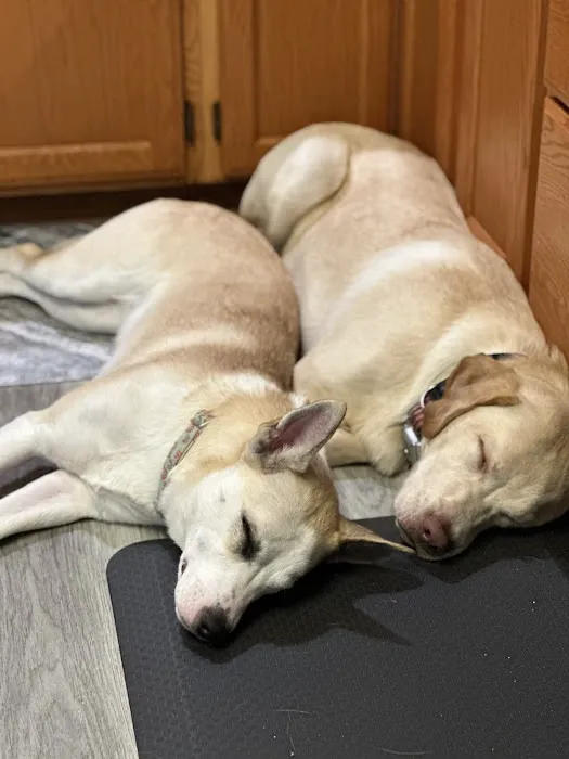 Howard County Animal Hospital 5
