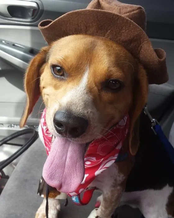 Howard County Animal Hospital 8