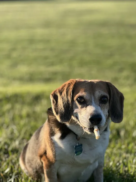 Howard County Animal Hospital 10